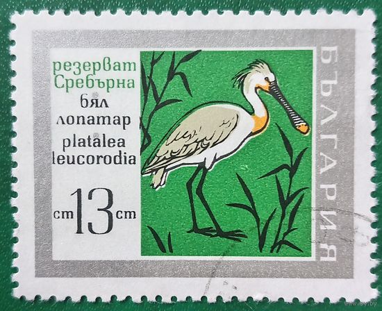 Болгария. Фауна. Птицы. Platalea Leucorodia. Марка из серии