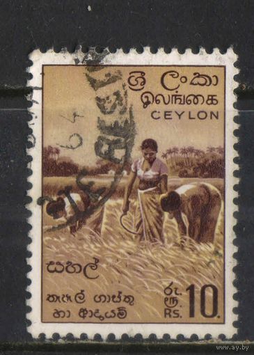 Цейлон Шри Ланка 1951 Уборка риса Стандарт Концовка #276