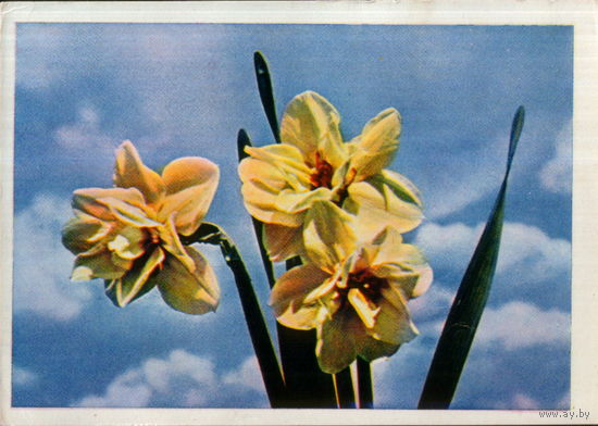 Чистая открытка 1965г. "Нарциссы" фото Е. Игнатович