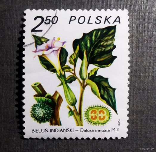 Марка Польша 1980 год Флора