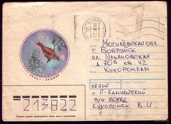 Клёст-еловик 4