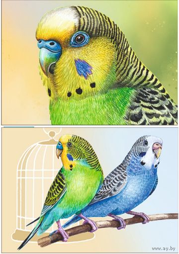 Попугайчики. Из серии "Домашние питомцы".Открытки, глянец