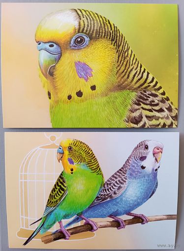 Попугайчики. Из серии "Домашние питомцы".Открытки, глянец