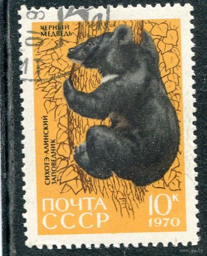 СССР 1970.. Заповедник. Черный медведь