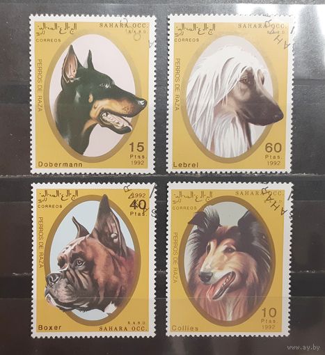 Сахара. 1992 год. Фауна. Собаки (1049)