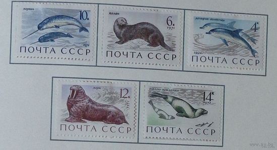 1971, август. Фауна. Млекопитающие - обитатели морей и океанов