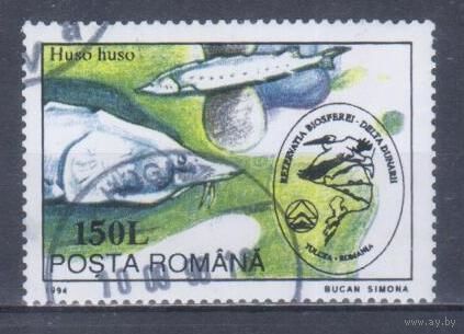 [1874] Румыния 1994. Фауна.Рыбы.Белуга. Гашеная марка.