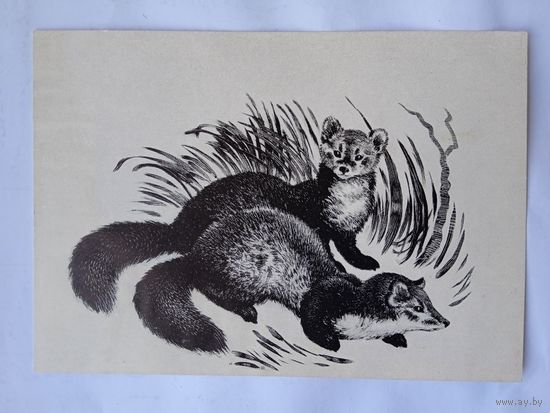 1956. Аверин. Куницы
