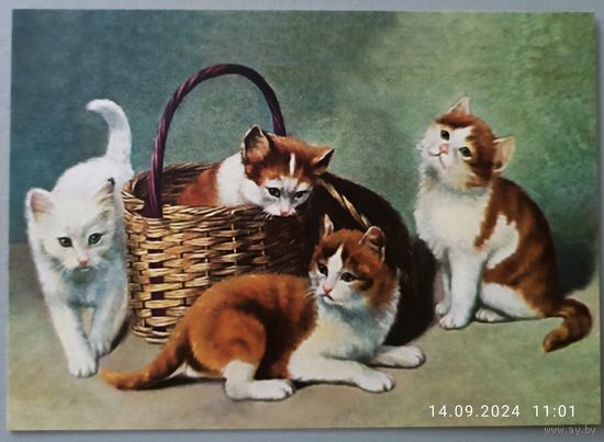 Котята. Открытка