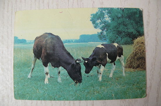 Календарик, 1990, Страхование животных.