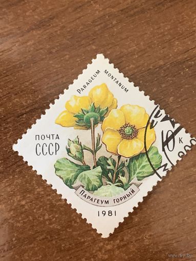 СССР 1981. Цветы. Парагеум Горный. Марка из серии