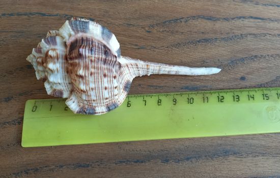 Ракушка Murex haustellum 13 см.