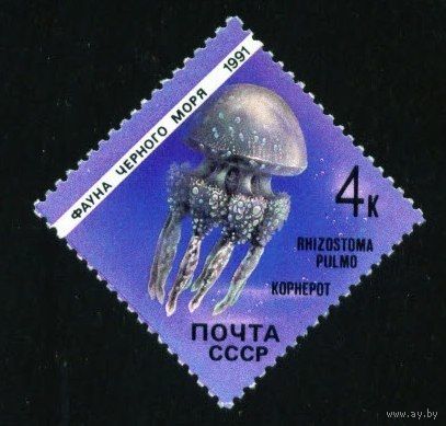 Фауна Черного моря СССР 1991 год