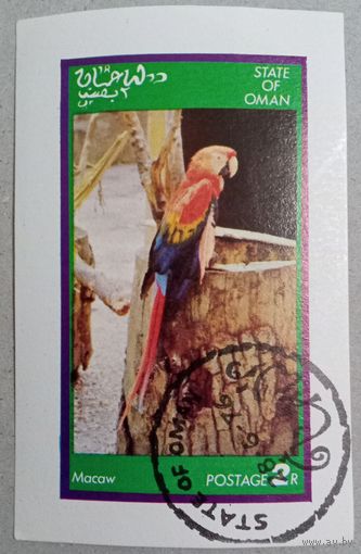 Оман(state). Попугаи.