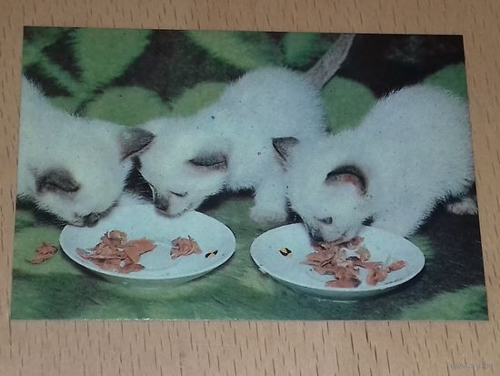 Календарик 1990 Кошки. Коты. Котята