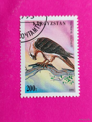 Кыргызстан. Киргизия. Хищные птицы. ( 1 марка ) 1995 года. 2-14.