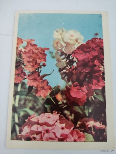 Открытка "Форксы многолетние", 1969г, фото А. и М.Ананьиных