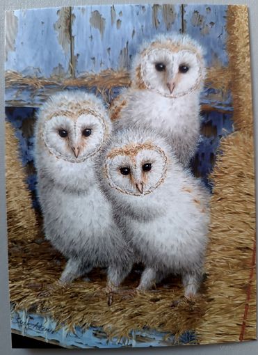 Совята. Sarah Adams. Авторская открытка, глянец. АСARDS.BY
