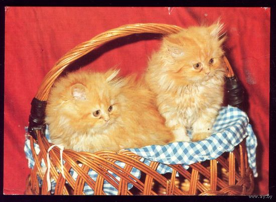 Германия Коты в корзине