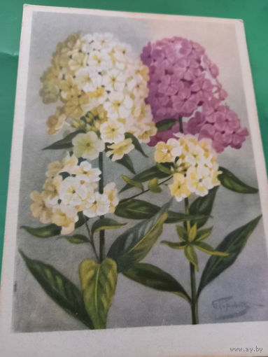 Романов флоксы