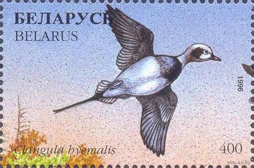 Беларусь 1996 фауна утки