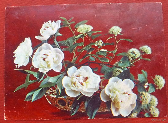Композиция из цветов. Чистая. 1984 года. Костенко. 997.