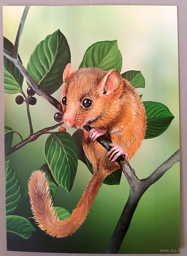 Орешниковая соня. Грызуны. Открытка