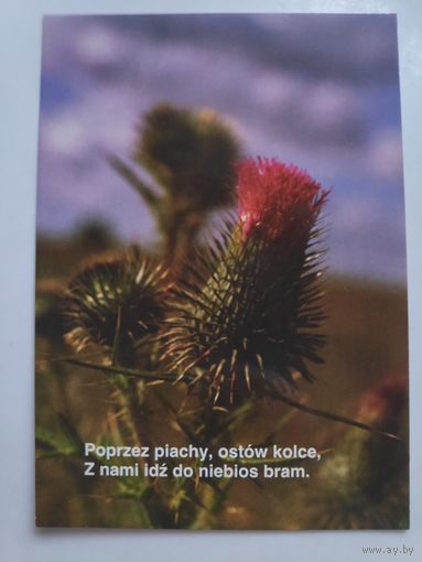 Открытка Цветок. (на польском)