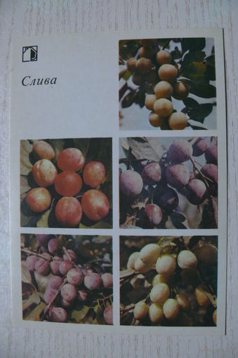 1986; Слива (10*15 см).