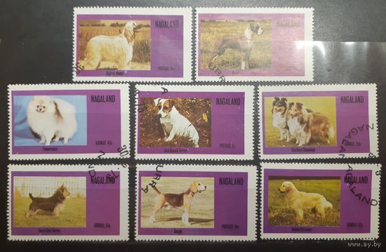 Нагалэнд. Фауна. Собаки (626)