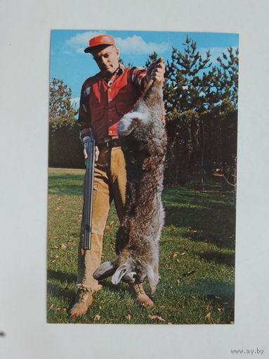 Гигантский кролик открытка США  1970-е  9х14 см