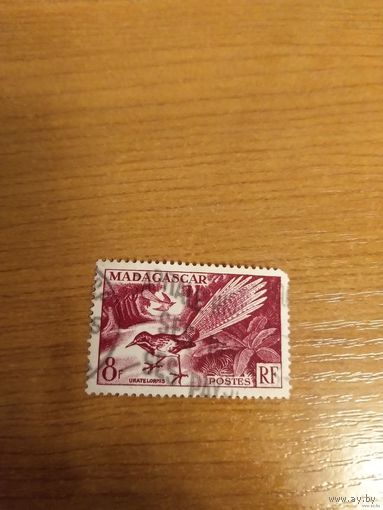 Французская колония Мадагаскар фауна птица (2-1)