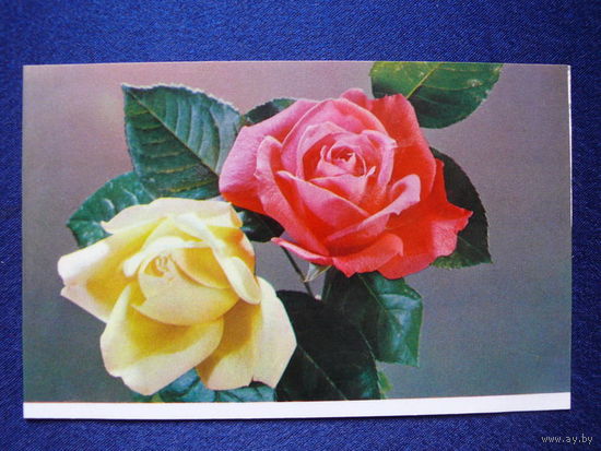 Фото Шамшина К., Якименко Р., Розы, 1972, двойная, чистая.