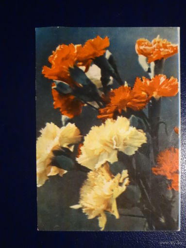 Гваздікі.  1965 г.  Мінск. подписанная.