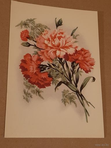 Открытка Цветок Гвоздики Эстония Таллин Тип. Октообер 1970 г. Чистая