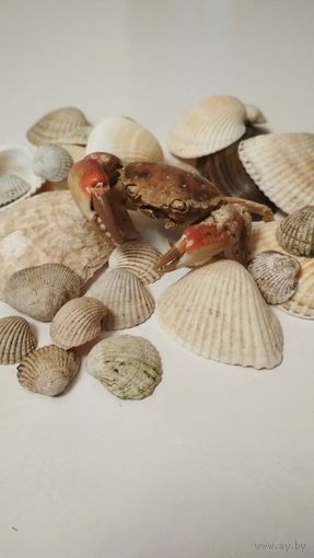 Ракушки с крабиком.
