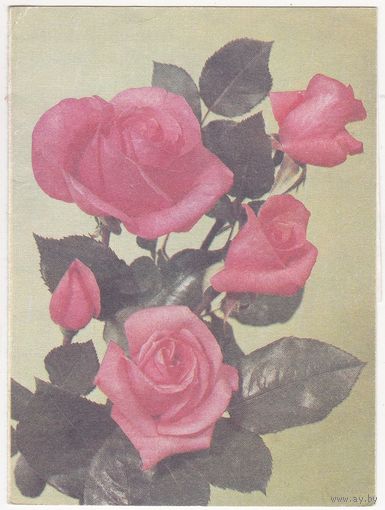 Телеграмма 37