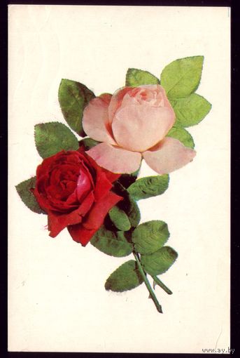 1977 год Р.Якименко Розы