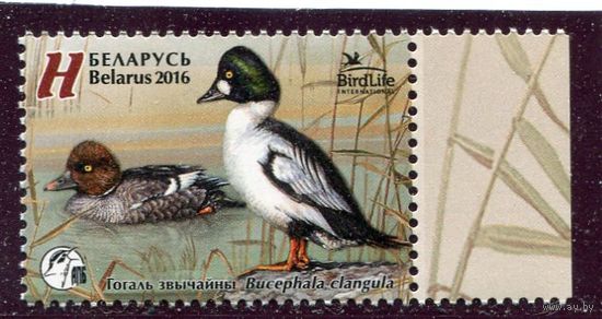 Беларусь 2016. Птица года. Гоголь обыкновенный