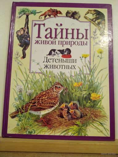 Тайны живой природы Детёныши животных