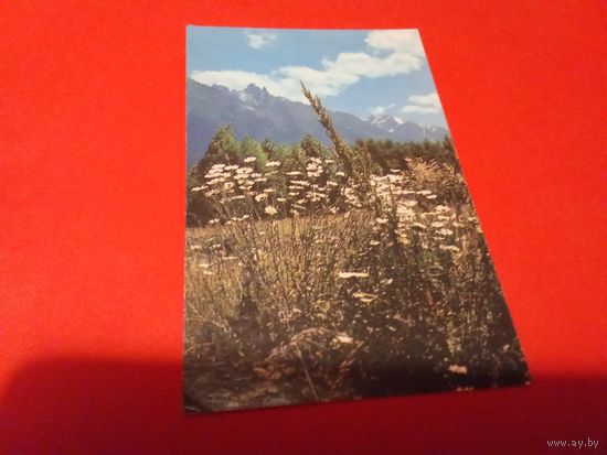 Календарик 1981г.