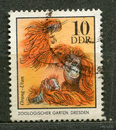 Орангутанг. Зоопарки. ГДР. 1975