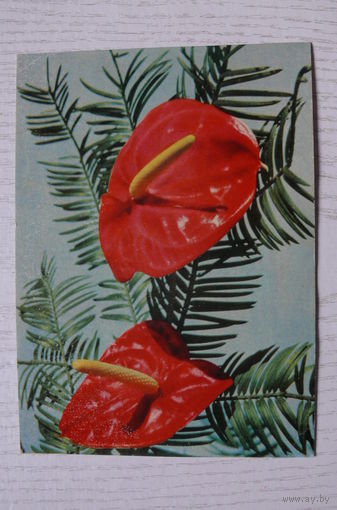 Хоменко В., Антуриум; 1969, чистая.