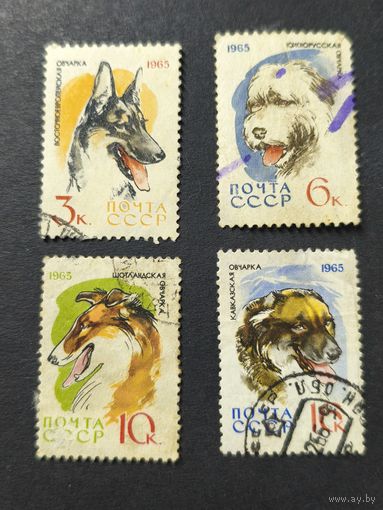 1965 СССР. Охотничьи и служебные собаки