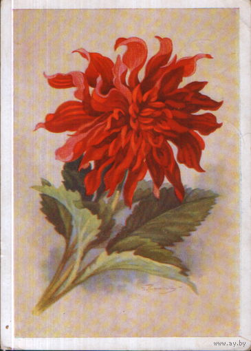 Подписанная открытка 1961г. "Георгин" худ. И. Романов