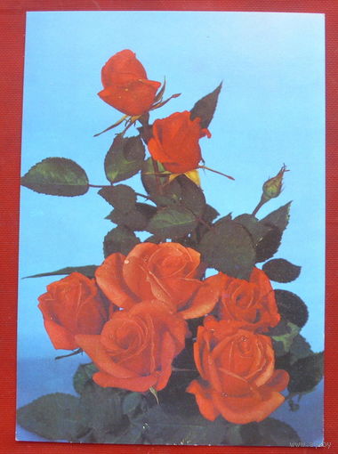 Розы. Чистая. 1981 года. Фото Тужикова. 1476.