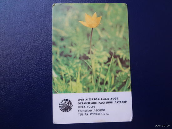 Календарик 1981 г.  Охраняемое растение ЛатвССР. Тюльпан лесной.