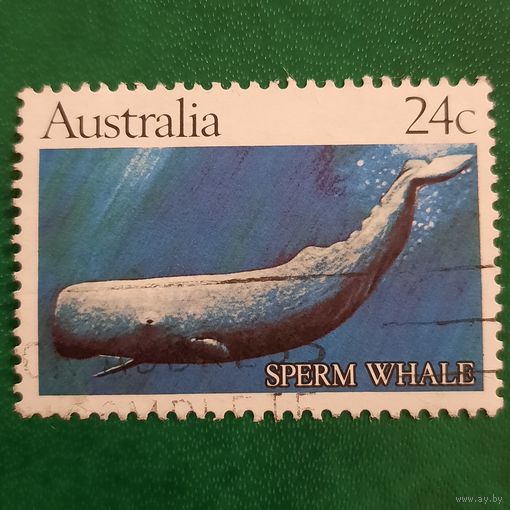 Австралия. Фауна. Sperm Whale