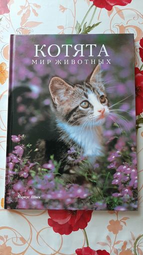 Маркус Шнек. "Котята". Фотоиллюстрации.