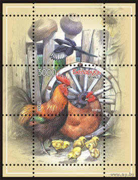 Блок 66 "Куры"